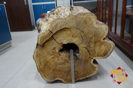 2華南農(nóng)大種植的黃花梨倒下時(shí)壽命80年，胸徑79厘米，邊材只有3厘米